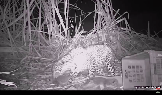 Living with Leopards > Wildlife Conservation Society - India